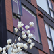 Illustration for article titled Pics from the Curbside: 2018-04-22 to Kerrisdale